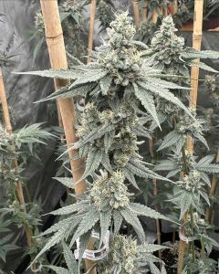 Solfire Gardens Sundae Supper Feminisierte Cannabissamen Blüte