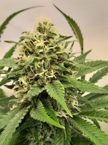 Super Sativa Seed Club Crystal White Kush Feminisierte Hanfsamen Cannabisblüte