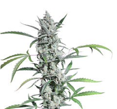 Super Sativa Seed Club Fat Pete's Cookies Automatic Hanfsamen