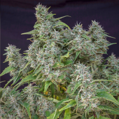 Super Sativa Seed Club Frosty Friday Reguläre Hanfsamen