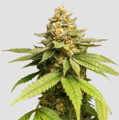 Super Sativa Seed Club Green Papaya Feminisierte Hanfsamen Cannabisblüte