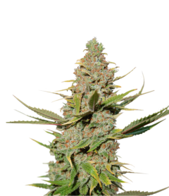 Super Sativa Seed Club Karel's Cookies Reguläre Hanfsamen