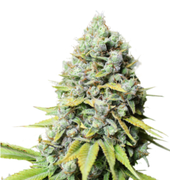 Super Sativa Seed Club Kosher Haze Reguläre Hanfsamen