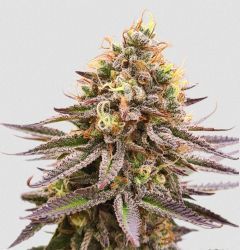 Super Sativa Seed Club Gorilla Super Glue Feminisierte Hanfsamen Cannabis Blüte