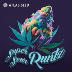 Super Sour Runtz Feminisiert