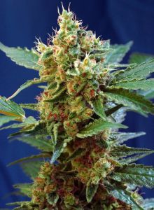 Cream Mandarine XL Auto