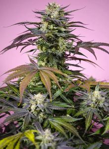 Sweet Seeds Gelonade Feminisierte Cannabissblüte