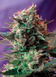 Sweet Seeds Jack 47 F1 Fast Version Feminisierte Hanfsamen