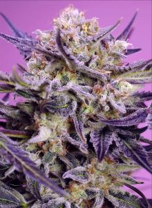Sweet Seeds Pink Guava F1 Fast Version Feminisierte Cannabissblüte