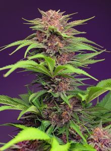 Sweet Seeds Red Mimosa XL automatic Hanfsamen