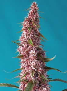 Red Pure CBD Auto