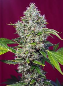 San Fernando Lemon Kush Feminisiert