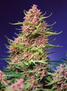 Strawberry Cola Sherbet F1 Fast Version Feminisiert