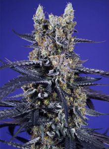 Sweet Seeds Super Boof XL Automatic Cannabissblüte