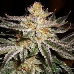 The Cali Connection 818 Headband (Sour OG) Feminisierte Hanfsamen Blüte