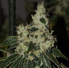 The Cali Connection Chem 91 Feminisierte Hanfsamen Blüte