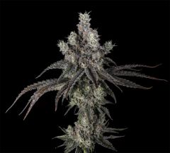 Unami Seed Co Zoda BX1 Feminisierte Cannabissamen
