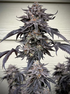 Unami Seed Co Zodaza  Feminisierte Cannabissamen