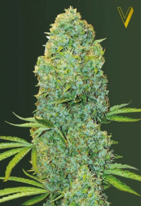 Amnesia Haze Feminisiert