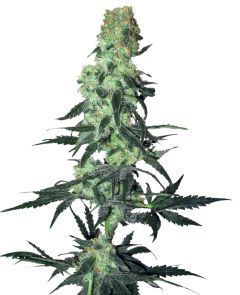 White Labes Seed Co Amnesia White Regulär Hanfsamen Cannabisblüte
