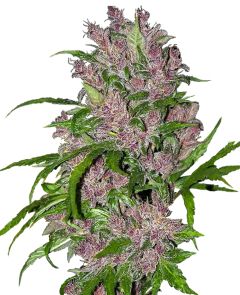 Purple Bud Auto