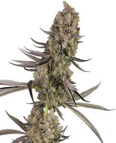 White Labes Seed Co Vlad the Inhaler Feminisierte Hanfsamen Cannabisblüte