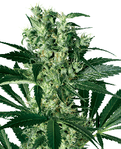 X Haze Feminisiert