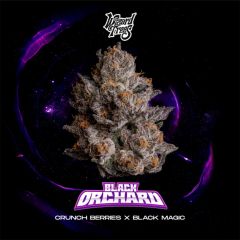 Wizard Trees Black Orchard Feminisierte Cannabissamen