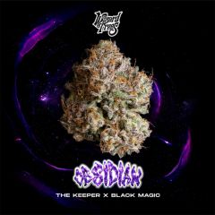 Wizard Trees Obsidian Feminisierte Cannabissamen