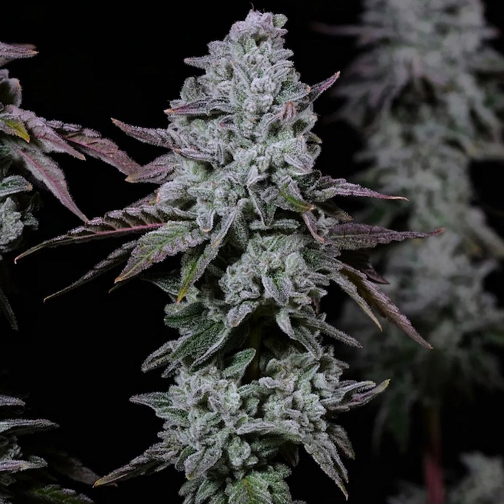 Banana Daddy IBL Auto