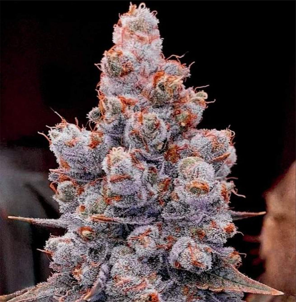 Banana Jealousy RF3 Auto
