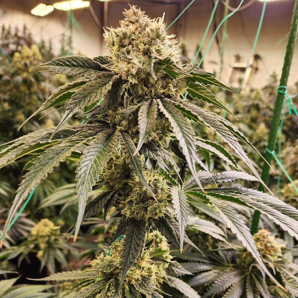 Dirty Banana Gen 1 Fast Feminisiert