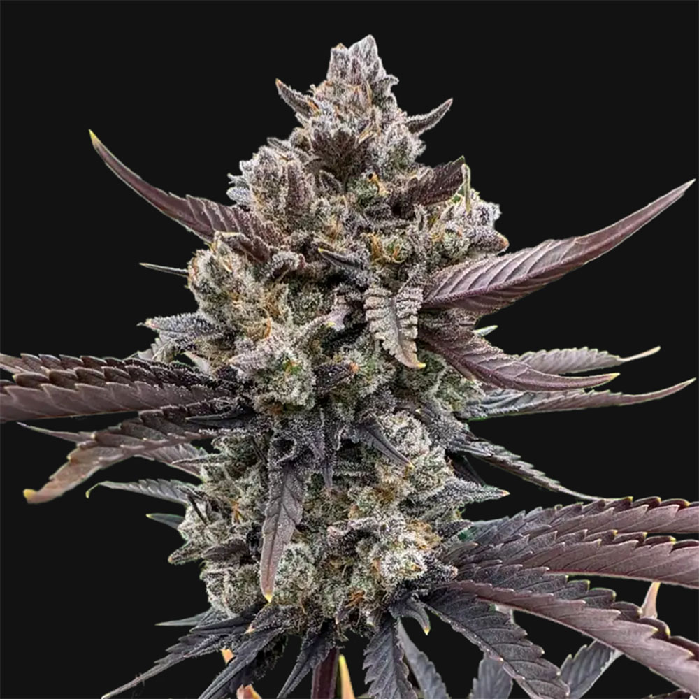 Banana Purple Punch RF3 Auto