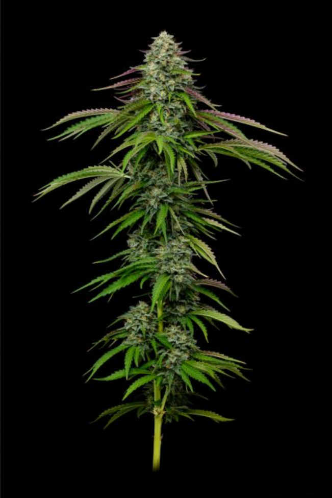 Garlic Budder Auto