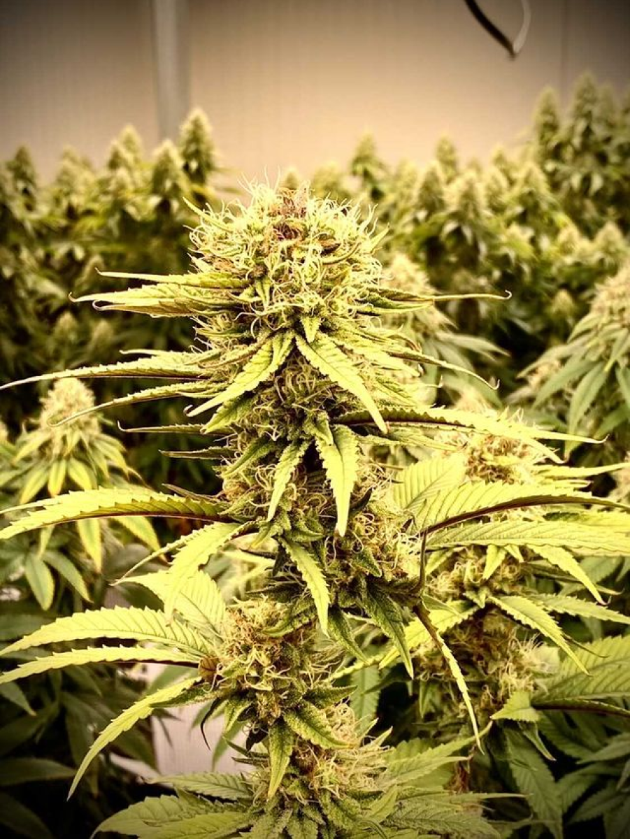 Ghandi CBD Feminisiert