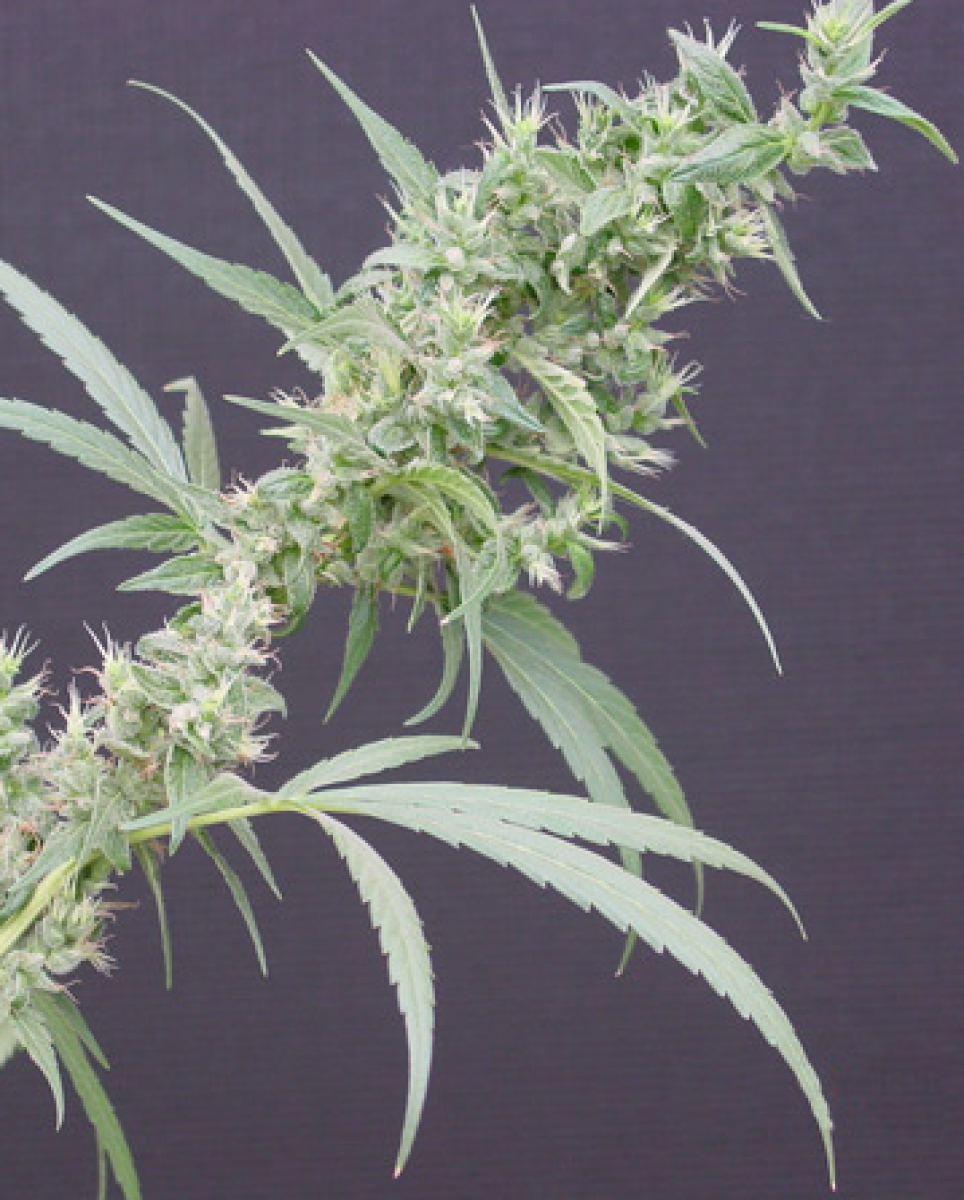 Neville's Haze x Mango Regulär