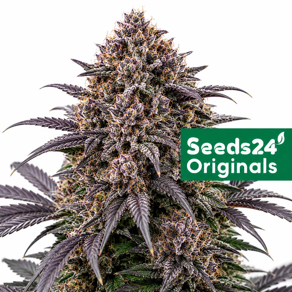 Blackberry Auto