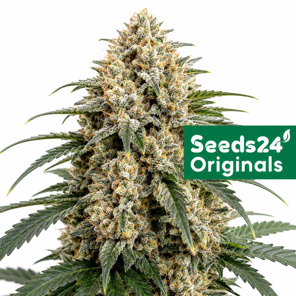 Chemdog Auto