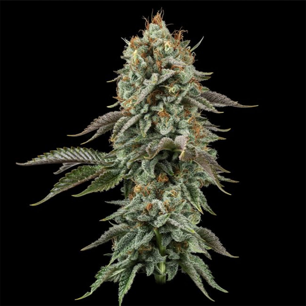 Sour Diesel Feminisiert
