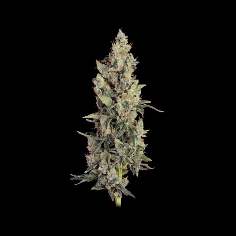 Thai Cookies Auto
