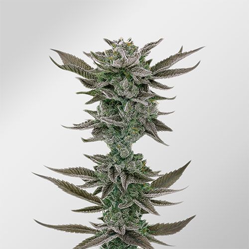 Gorilla Glue Cannabissamen Empfehlung
