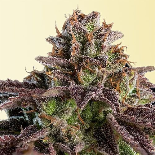 Kmintz Cannabissamen Empfehlung