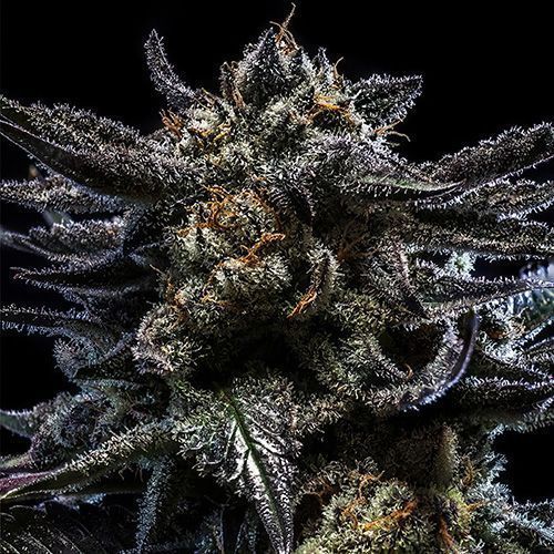 Zombie Kush Cannabissamen Empfehlung